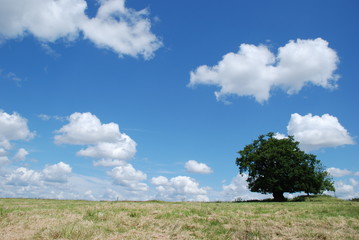 Fototapeta na wymiar Tree in field with cloudy sky