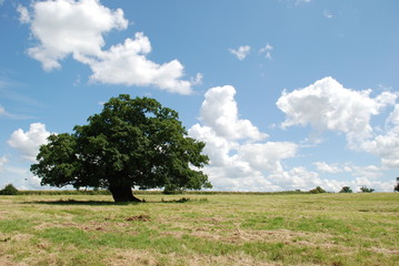 Tree in field in sunshine