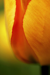Tulipa em detalhe