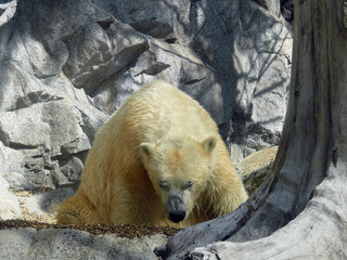 polar bear