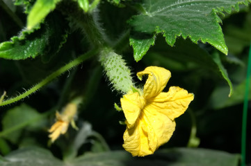 cucumber flowering in kitchen-garden