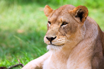 Lioness (Panthera Leo) lying down in the grass, South Africa