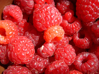 Framboises