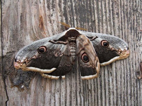 Falena Saturnia Pavonia