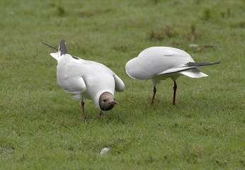 Black headed gull