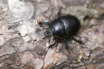 shard-beetle close-up on bark