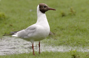 Black headed gull
