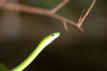 A colorfully over exposed rough green snake 