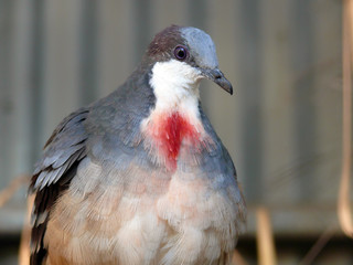 blood pigeon