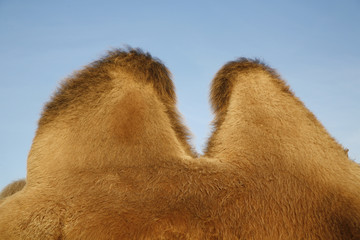 Ups and downs... detail of a camel.