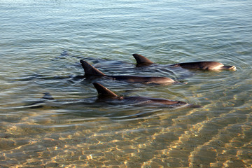 Delfingruppe Australienn_07_1472 © Andreas Edelmann