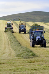 Collecting the Silage for feeding the animals in winter