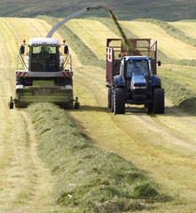 Obraz premium Collecting the Silage for feeding the animals in winter