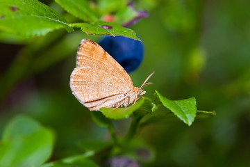 Fototapeta na wymiar The butterfly on a bush of a bilberry
