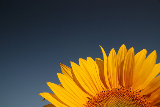 sonflower