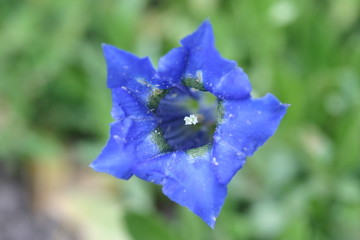 Blauer Enzian