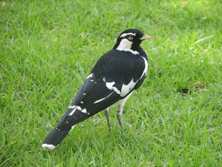 lark magpie