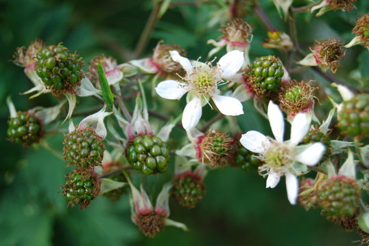 fruits sauvage