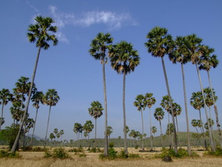 Vegetation