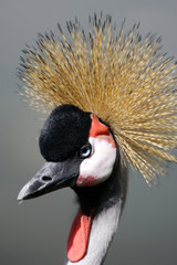 Black Crowned Crane