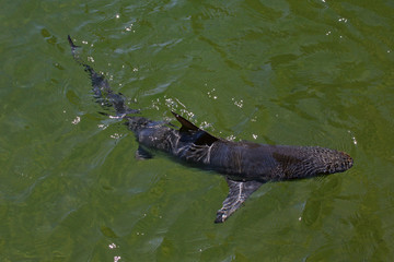 Hai Siluette Australien_07_1540