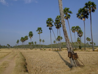 Campagne, Cambodge