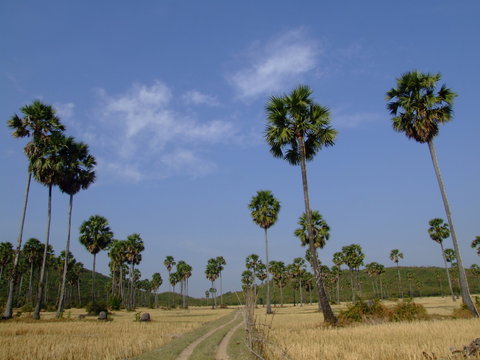 Campagne, Cambodge