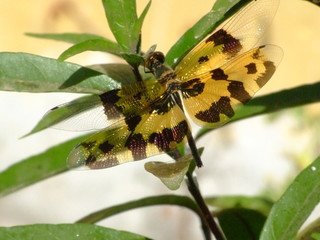 Libellule