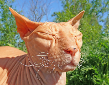 ugly hairless cat