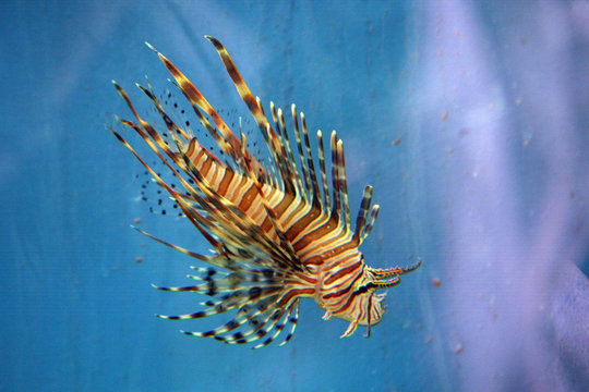 Feuerfisch Australien_07_1555