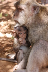 macaque ; bali