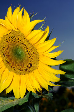 Sonnenblume 5