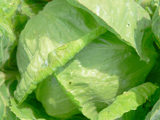 Fresh green cabbage with drops water on leaf