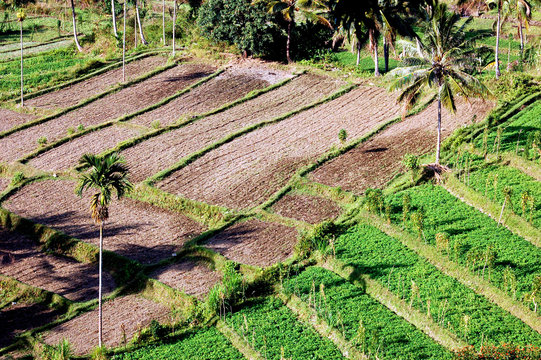 cultures &agrave; Senaru ; Lombok
