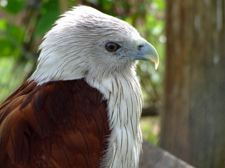 Aigle