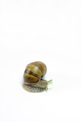 Snail