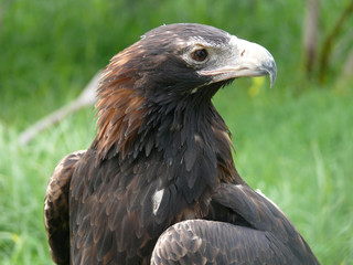 wedge tailed eagle