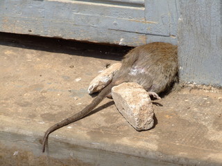 Le rat creve... Phnom Penh