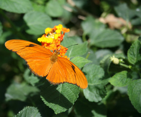 Close up shot of julia butterfly (dryas iulia) on a flower