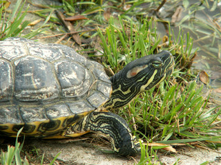 turtle