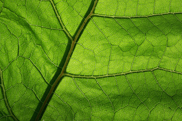 close-up photo of a green leaf - 3745423