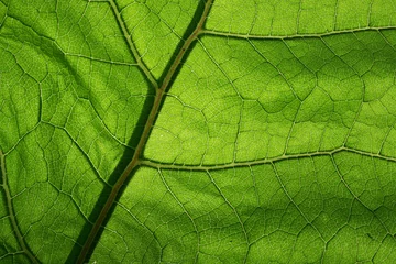 Afwasbaar Fotobehang Lente close-up photo of a green leaf