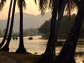 Cocotiers, Laos
