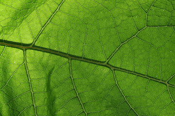 close-up photo of a green leaf