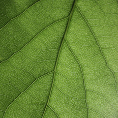Obraz premium close-up photo of a green leaf