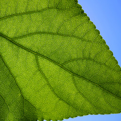 close-up photo of a green leaf