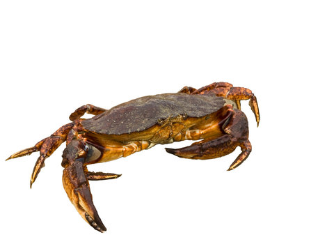 Red rock crab moving sideways isolated over white