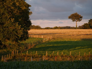 Paysage limousin