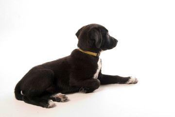 sweet black puppy is looking for food