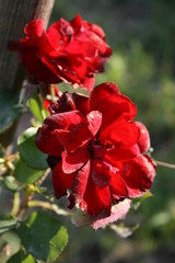 Obraz premium Rose pourpre